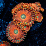 Dark Magicians Zoanthid - riptide aquaculture llc