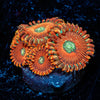 Dark Magicians Zoanthid - riptide aquaculture llc