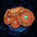Dark Magicians Zoanthid - riptide aquaculture llc