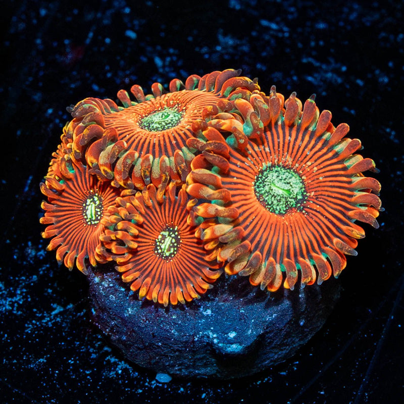 Dark Magicians Zoanthid
