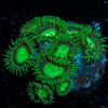 Lost Emerald Zoanthid - riptide aquaculture llc