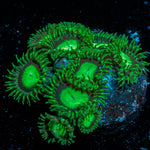 Lost Emerald Zoanthid - riptide aquaculture llc