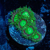 Lost Emerald Zoanthid - riptide aquaculture llc