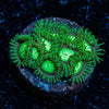 Lost Emerald Zoanthid - riptide aquaculture llc