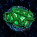 Lost Emerald Zoanthid - riptide aquaculture llc