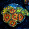 Zoanthid Combo Plug - riptide aquaculture llc