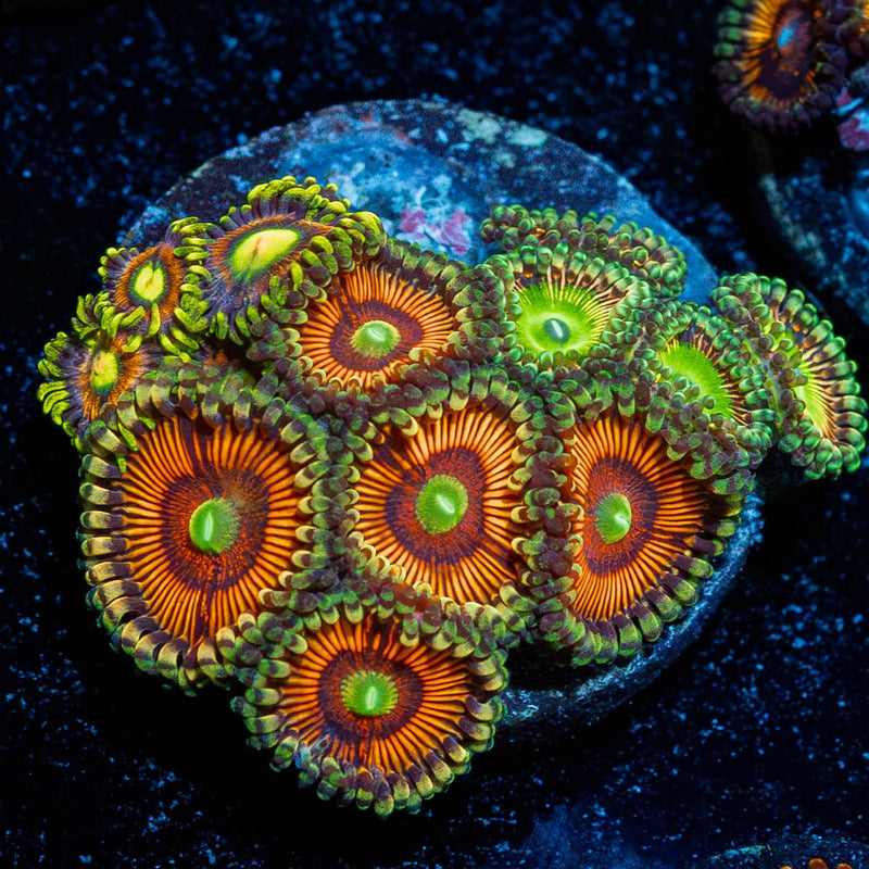 Zoanthid Combo Plug
