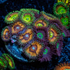 Zoanthid Combo Plug - riptide aquaculture llc