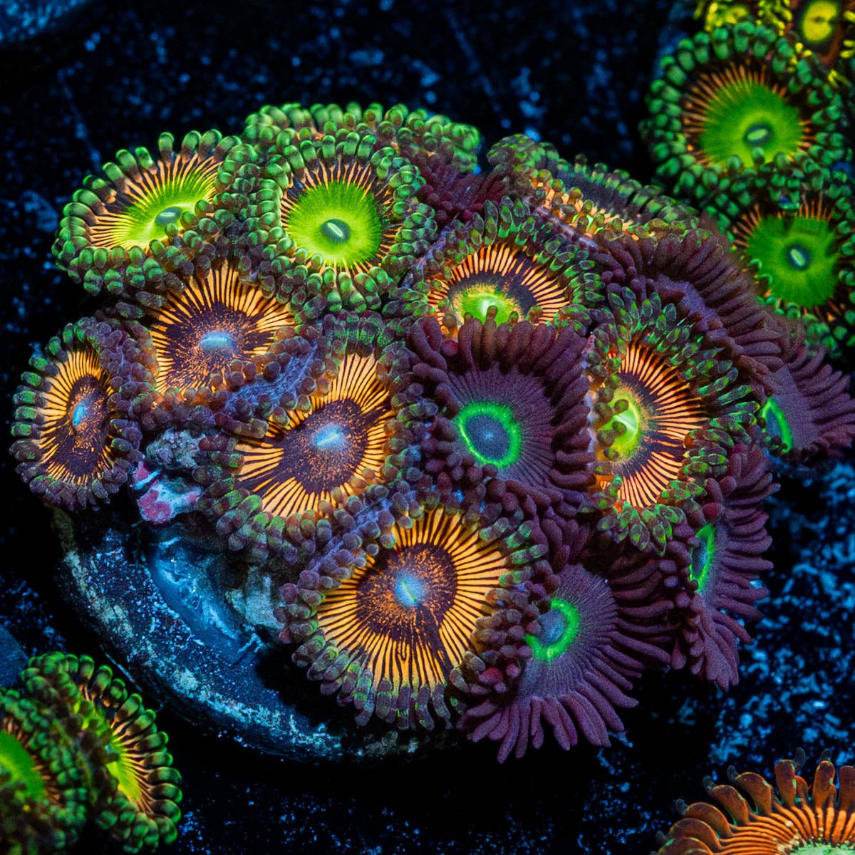Zoanthid Combo Plug - riptide aquaculture llc