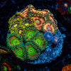 Zoanthid Combo Plug - riptide aquaculture llc