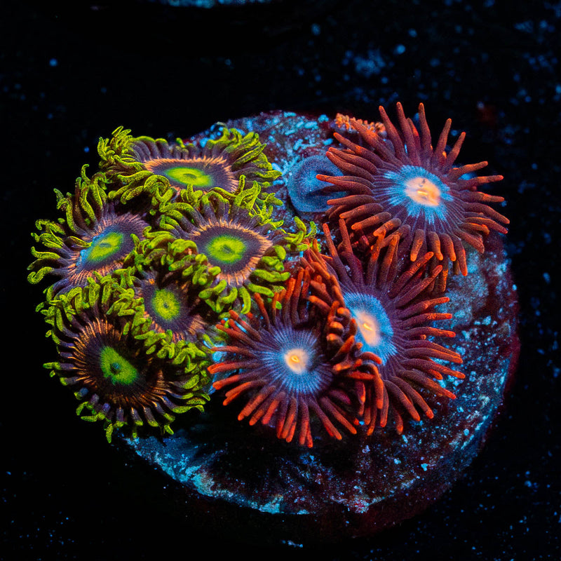 Zoanthid Combo Plug