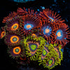 Zoanthid Combo Plug - riptide aquaculture llc
