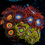 Zoanthid Combo Plug - riptide aquaculture llc