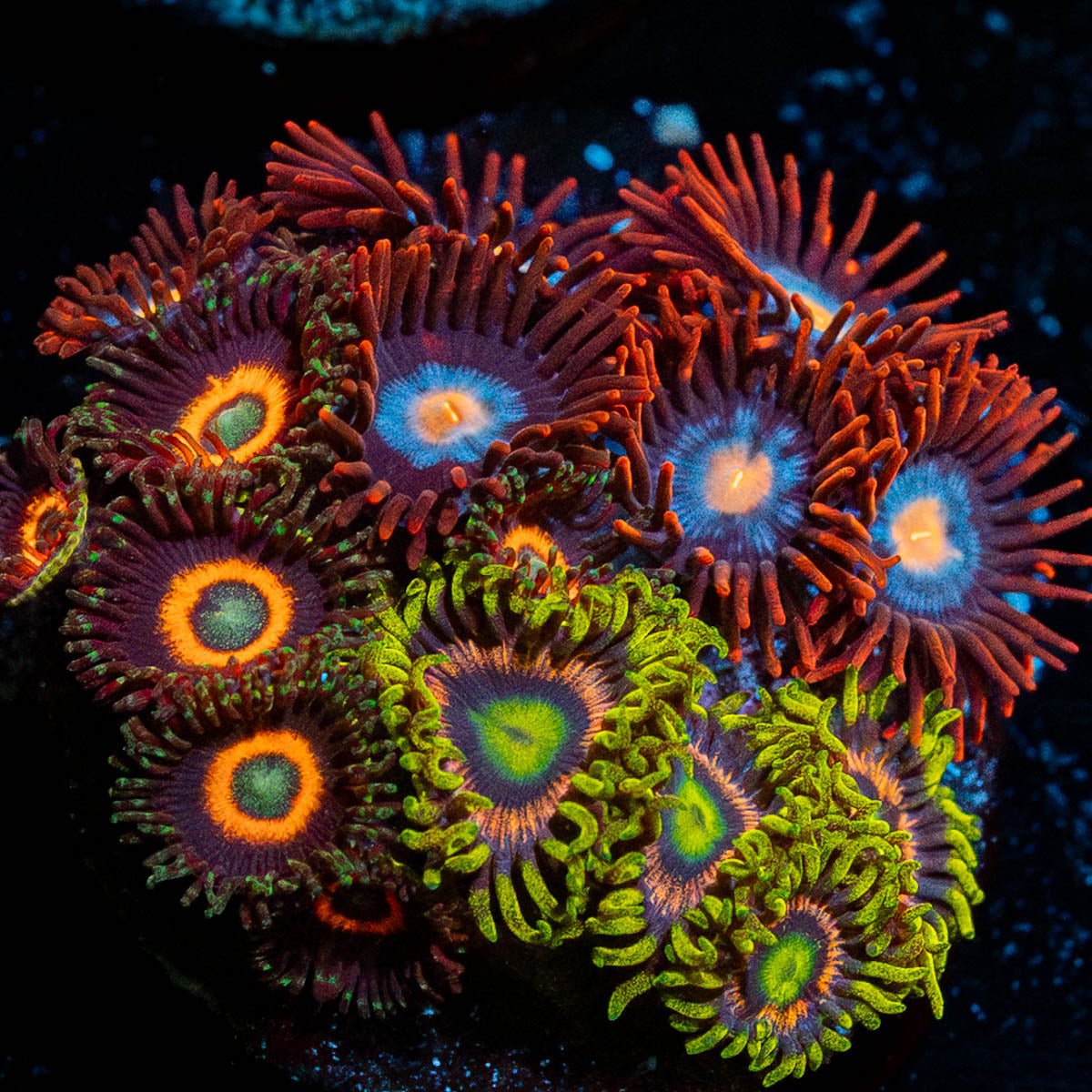Zoanthid Combo Plug - riptide aquaculture llc