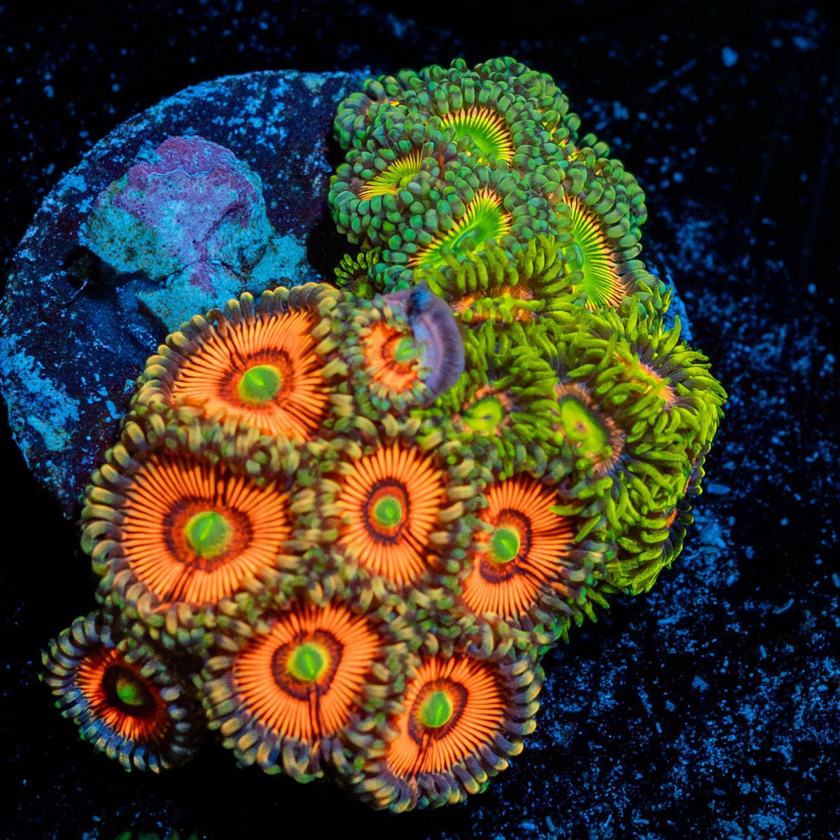 Zoanthid Combo Plug - riptide aquaculture llc