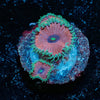 Purple Death Zoanthid - riptide aquaculture llc