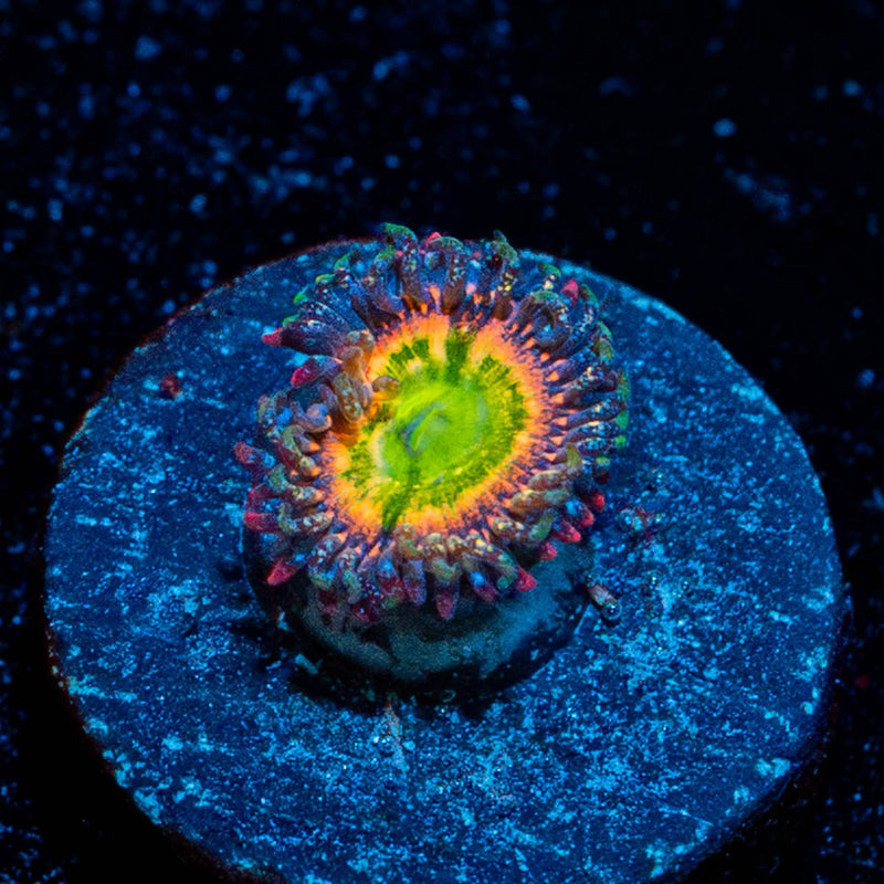Funny D's Zoanthid