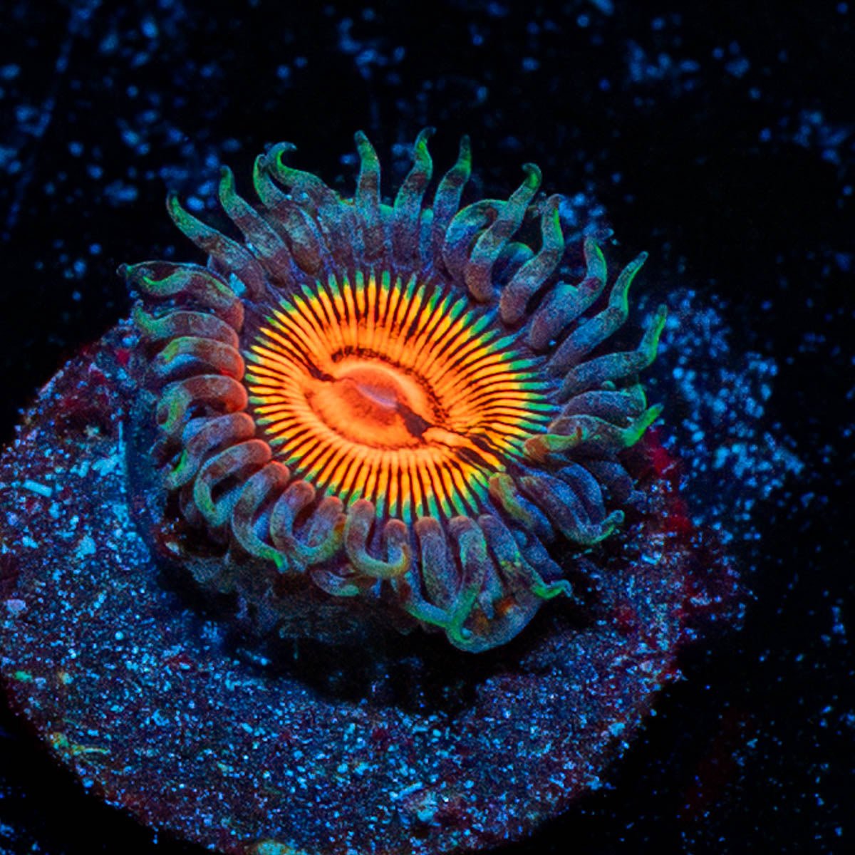 Fruit Ninja Zoanthid - riptide aquaculture llc