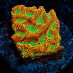 Jack - O - Lantern Lepto - riptide aquaculture llc