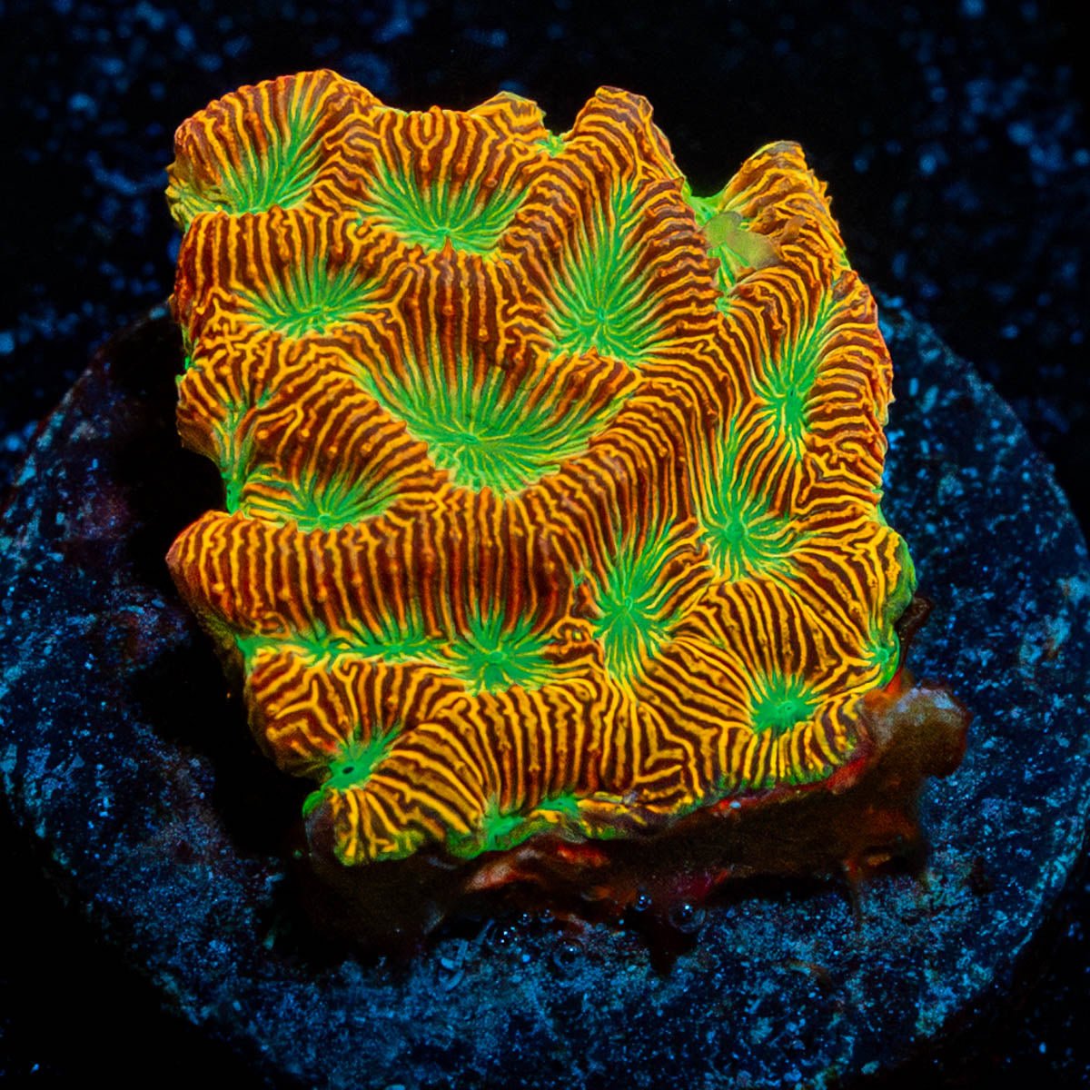 Jack - O - Lantern Lepto - riptide aquaculture llc