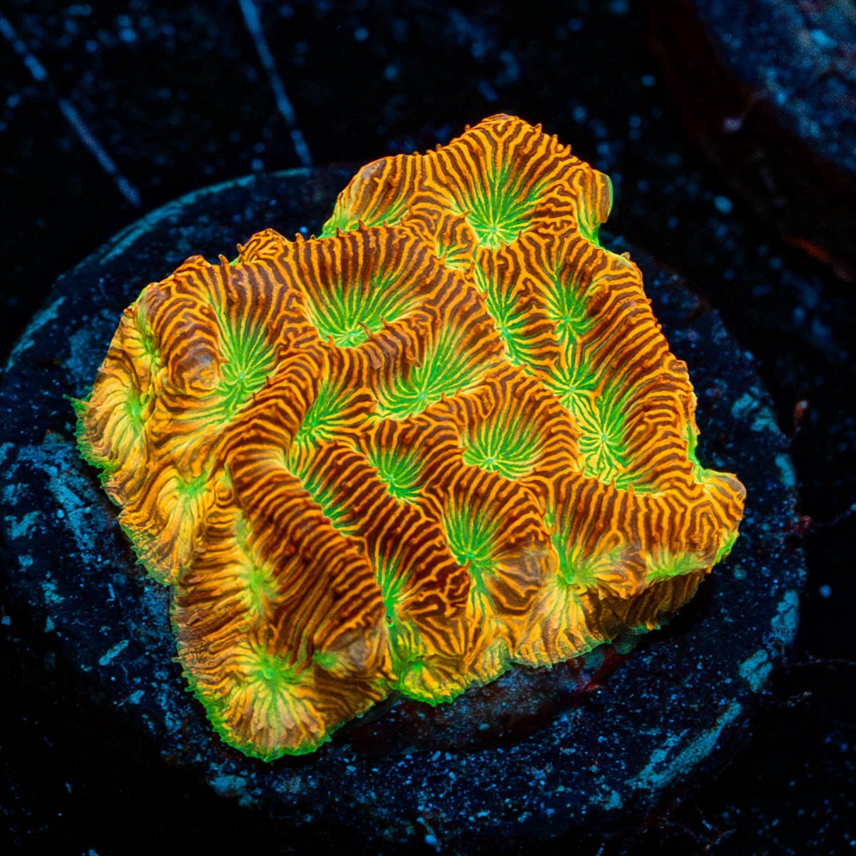 Jack - O - Lantern Lepto - riptide aquaculture llc