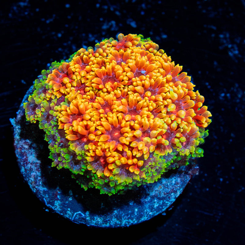 Rainbow Barnardapora