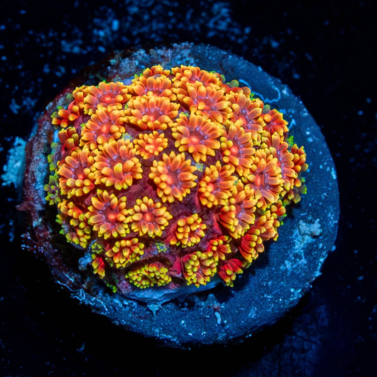 Rainbow Barnardapora - riptide aquaculture llc