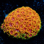 Rainbow Barnardapora - riptide aquaculture llc