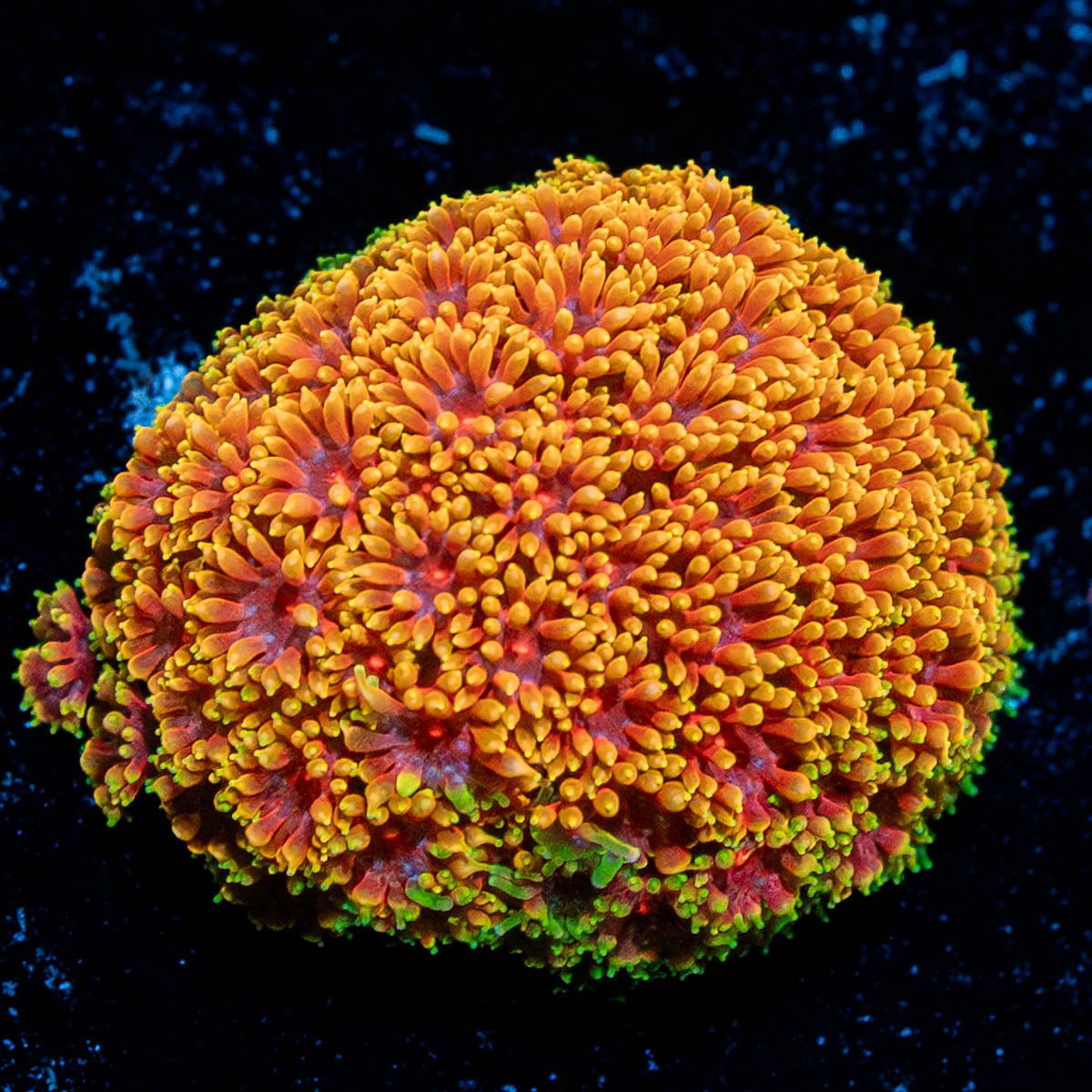 Rainbow Barnardapora - riptide aquaculture llc