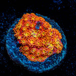 Rainbow Barnardapora - riptide aquaculture llc