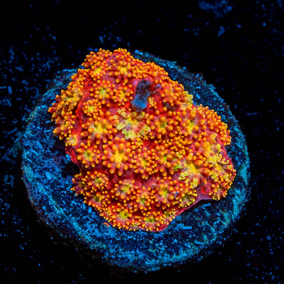 Rainbow Barnardapora - riptide aquaculture llc