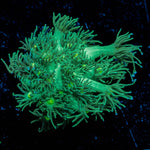 Toxic Goniopora - riptide aquaculture llc