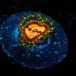 Piranah Plant Zoanthid - riptide aquaculture llc