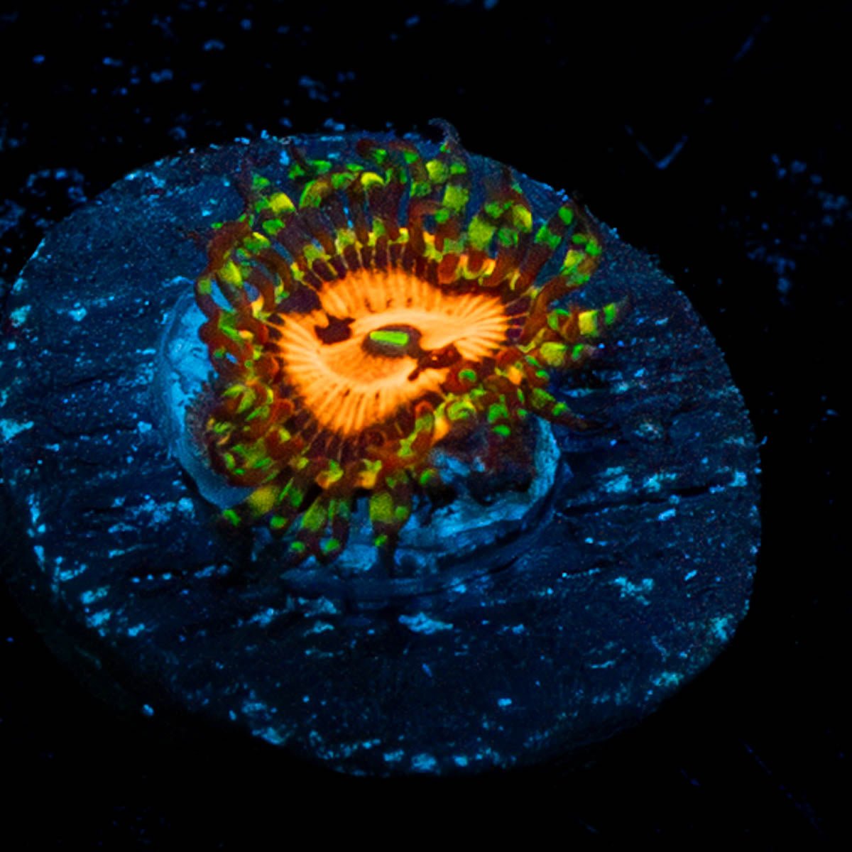 Piranah Plant Zoanthid - riptide aquaculture llc