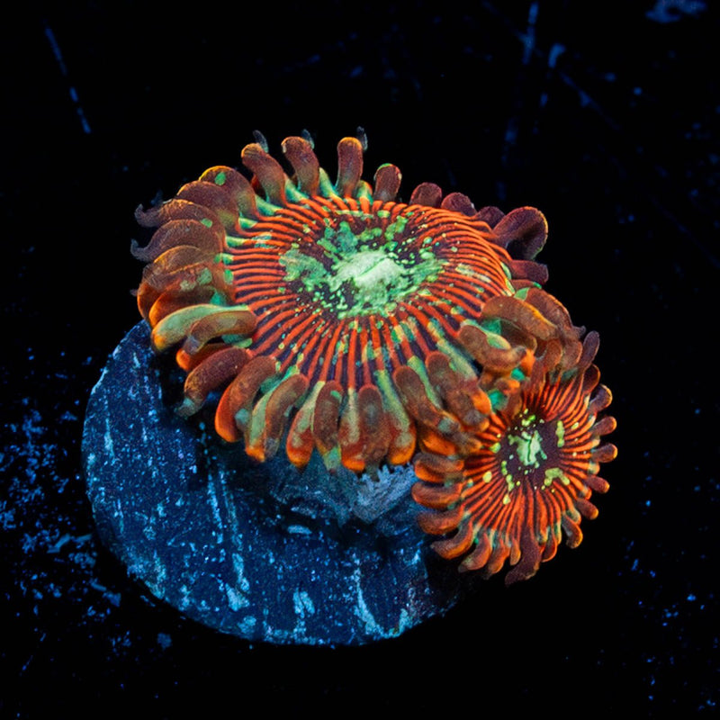 Dark Magicians Zoanthid