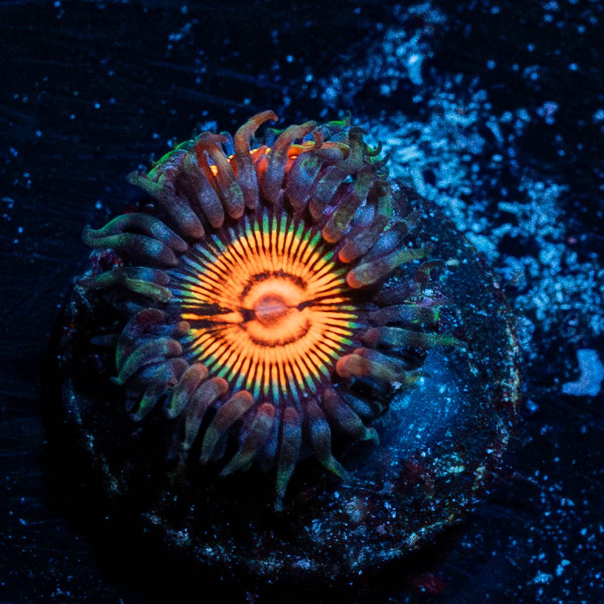 Fruit Ninja Zoanthid - riptide aquaculture llc