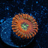 Dark Magicians Zoanthid - riptide aquaculture llc