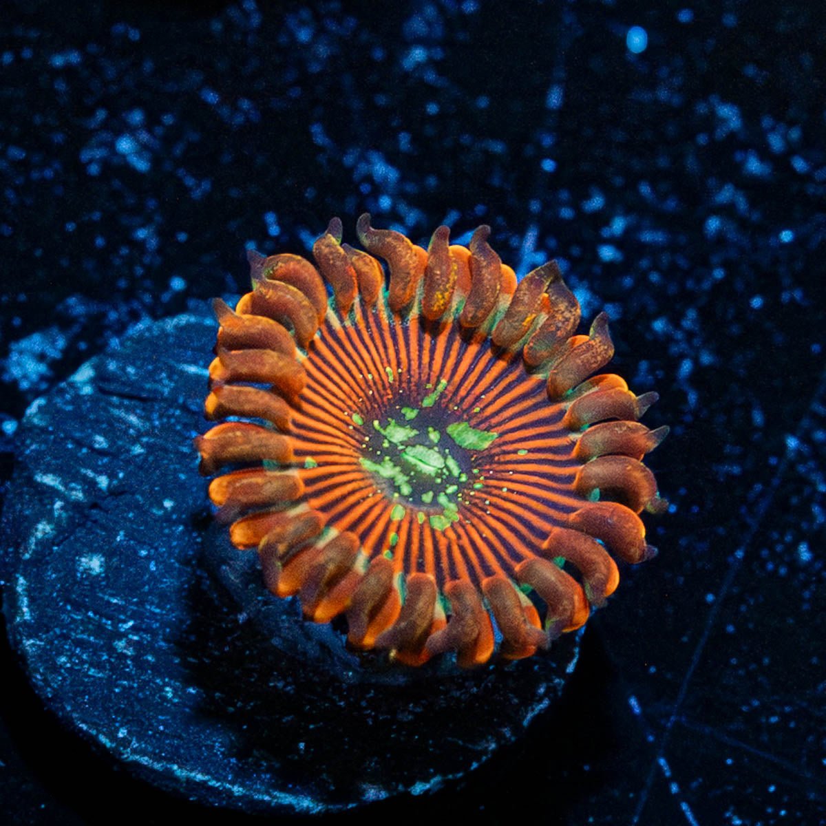 Dark Magicians Zoanthid - riptide aquaculture llc