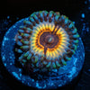 Sonic Flairs Zoanthid - riptide aquaculture llc