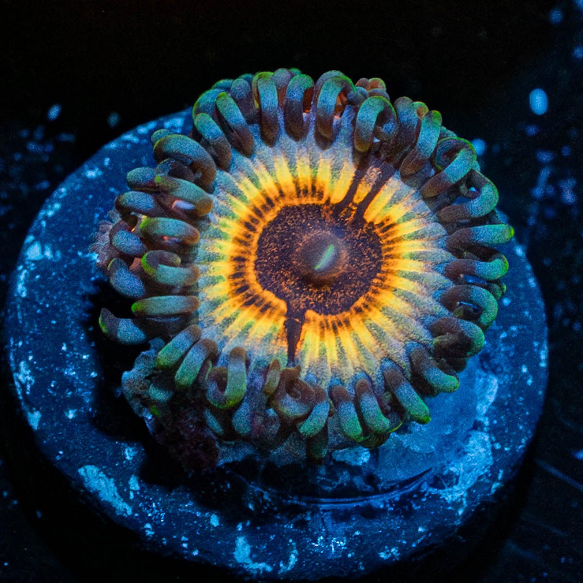 Sonic Flairs Zoanthid - riptide aquaculture llc