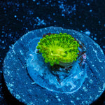 Emerald Murals Zoanthid - riptide aquaculture llc