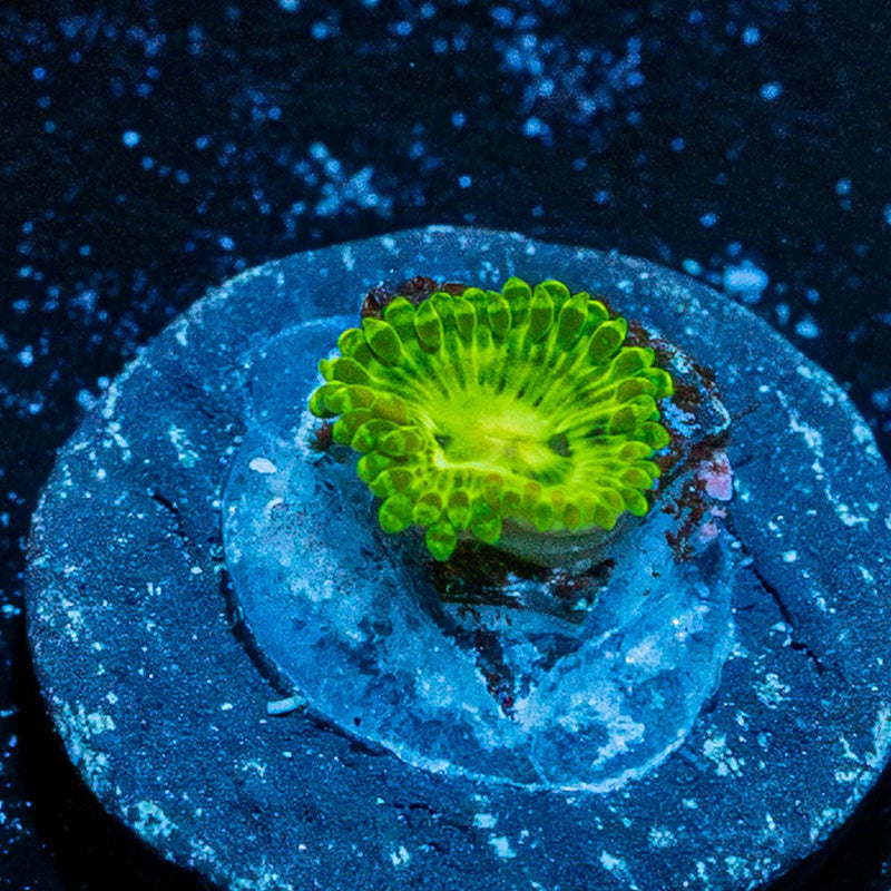 Emerald Murals Zoanthid