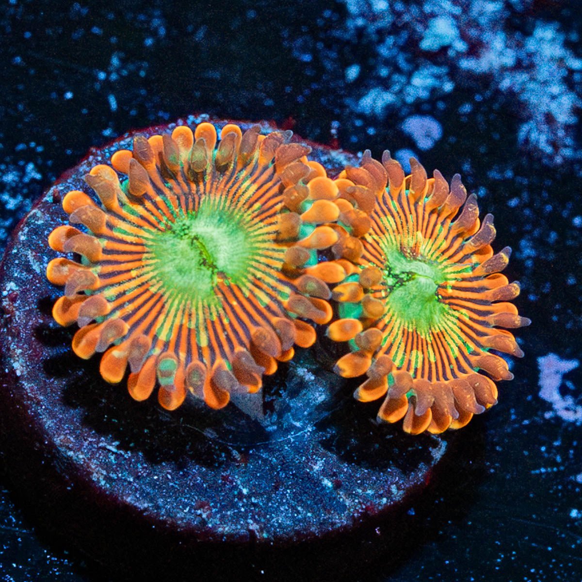 Dark Magicians Zoanthid - riptide aquaculture llc