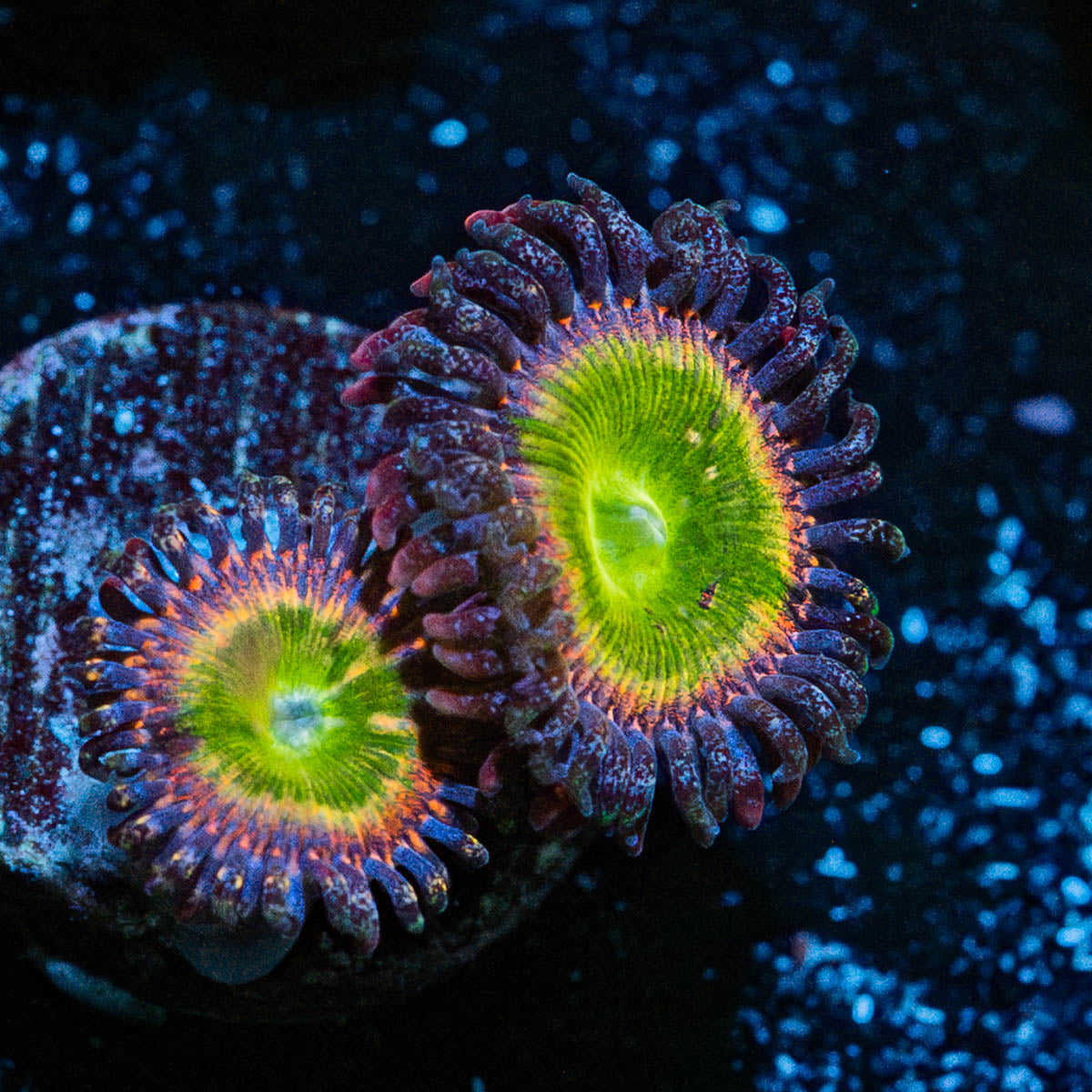 Tinker Bells Zoanthid 