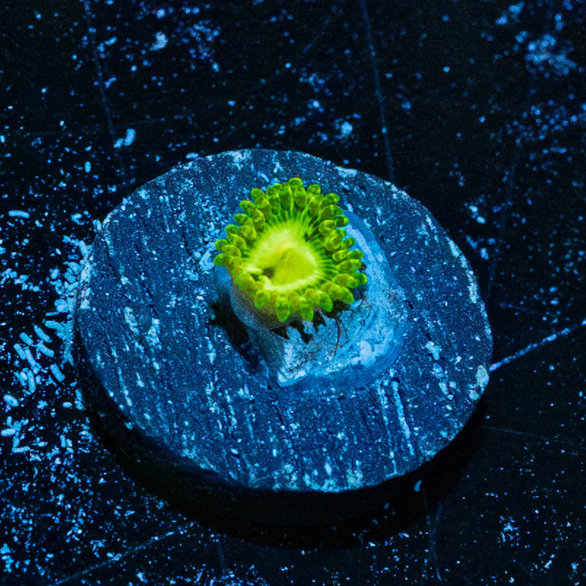 Emerald Murals Zoanthid - riptide aquaculture llc