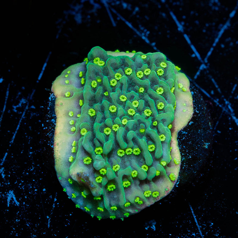 JF Frankie's Hot Pink Rim Montipora Cap