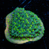 JF Frankie's Hot Pink Rim Montipora Cap - riptide aquaculture llc