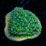 JF Frankie's Hot Pink Rim Montipora Cap - riptide aquaculture llc