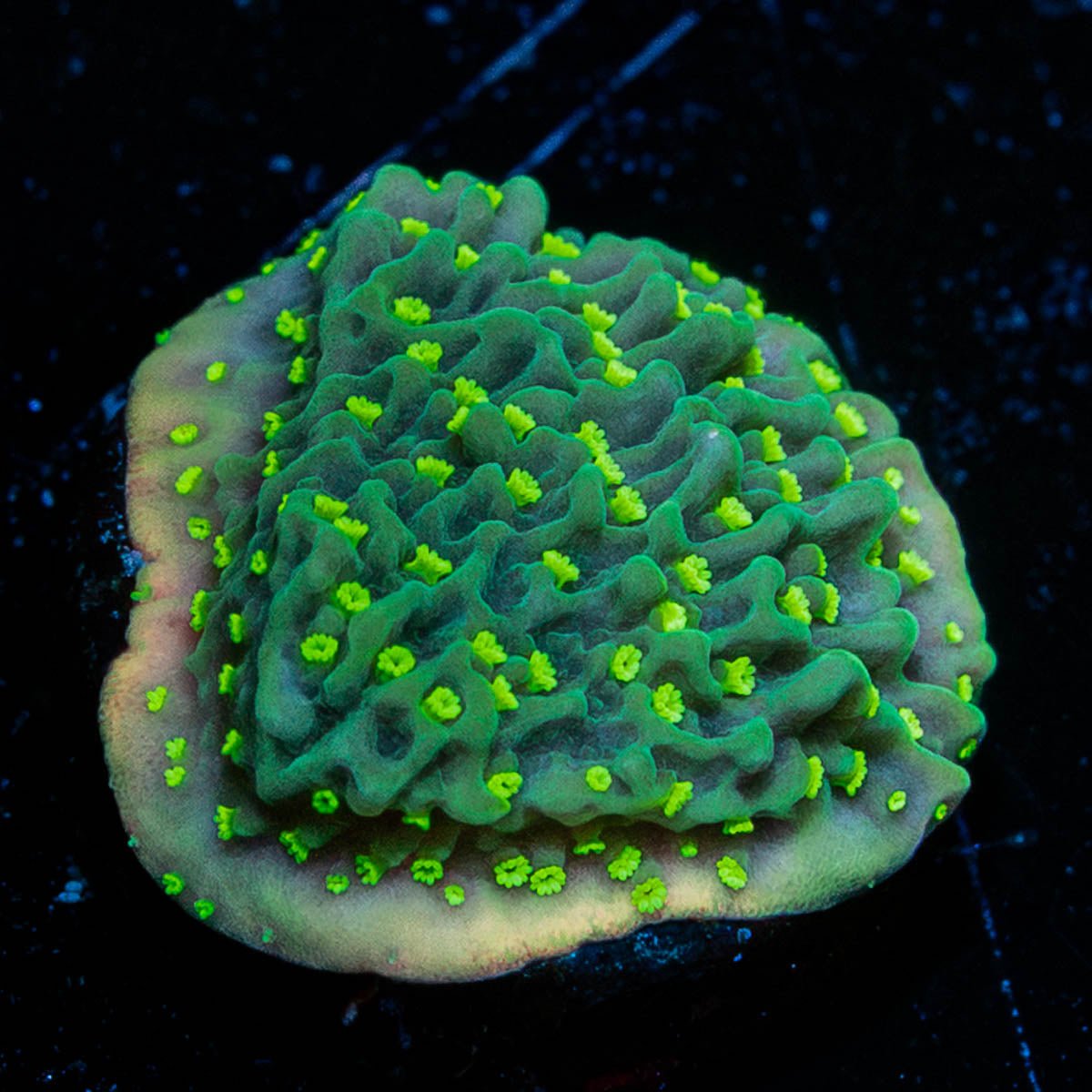 JF Frankie's Hot Pink Rim Montipora Cap - riptide aquaculture llc