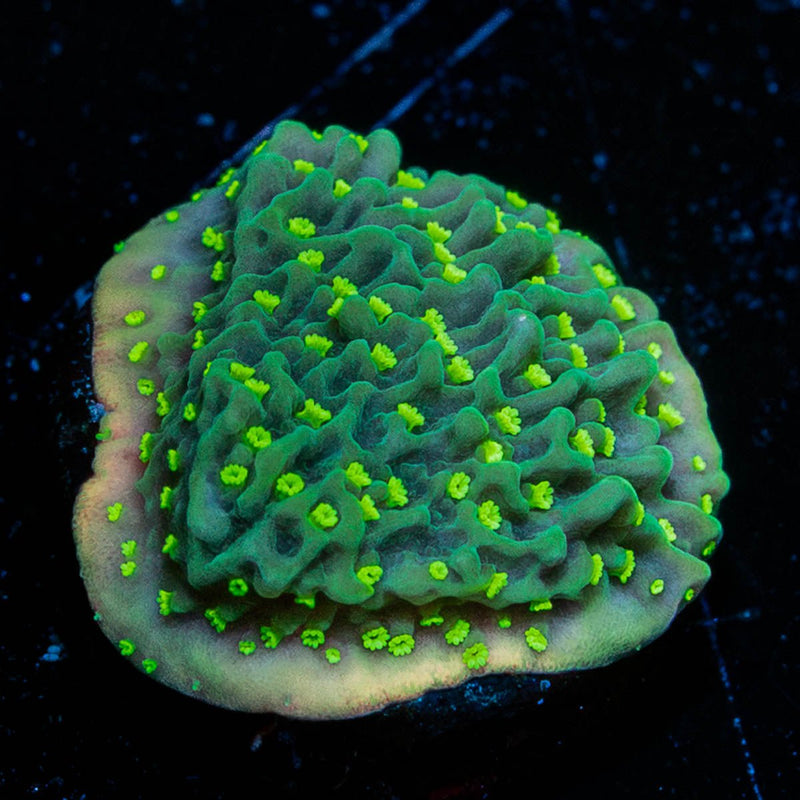 JF Frankie's Hot Pink Rim Montipora Cap